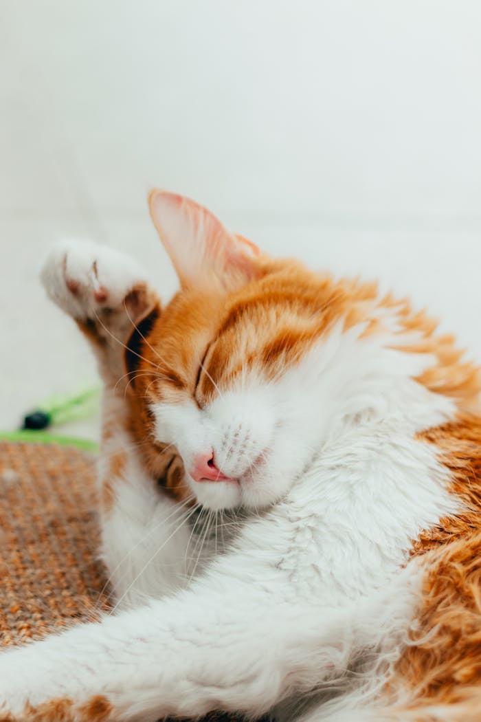 Orange Kitty Cleaning its Head